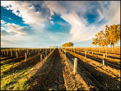 Hunter-Valley-Wine-Region-NSW-Watt-Wines-.Thumbnail