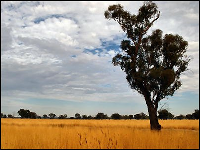 Rutherglen-Wine-Region-VIC-Watt-Wines-Banner