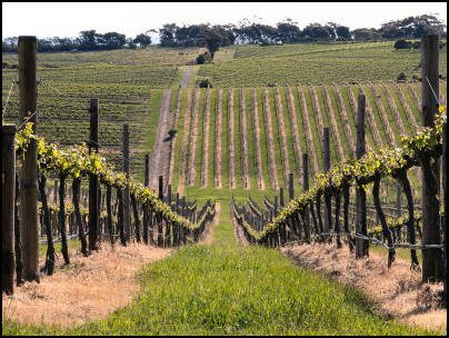 Watt-Wines-McLaren-Vale-Wine-Region-Thumbnail