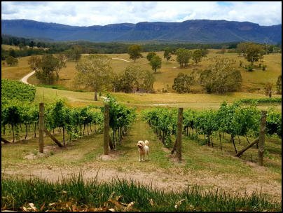 Watt-Wines-Megalong-Valley-Wine-Region-Dryridge-Estate-Thumbnail