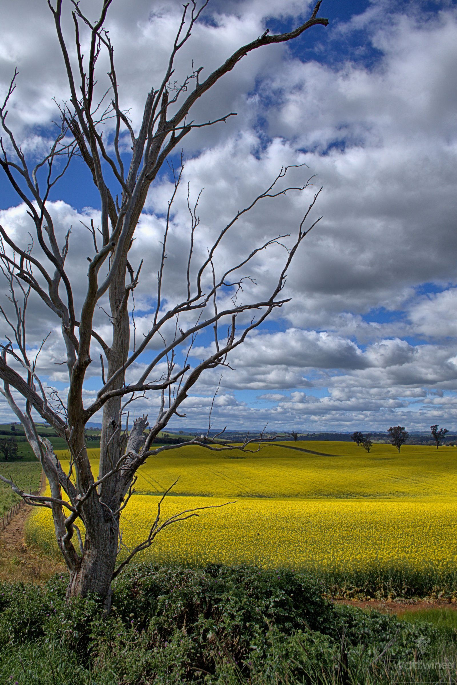 A tree framing a backdrop of scenic canola fields in Cowra wine region in portrait