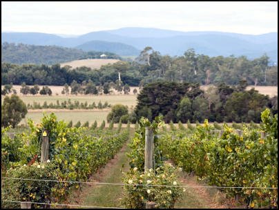 Yarra-Valley-Wine-Region-VIC-Watt-Wines-Thumbnail